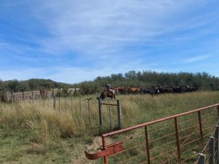 Foto 31 de VENTA DE CAMPO en Partido de Villarino, Provincia de Buenos Aires - APTO CRÌA/RECRÌA - Total 2958 Ha