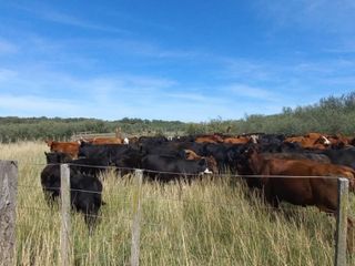 Foto 3 de VENTA DE CAMPO en Partido de Villarino, Provincia de Buenos Aires - APTO CRÌA/RECRÌA - Total 2958 Ha
