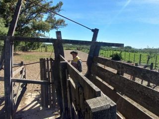 Foto 42 de VENTA DE CAMPO en Partido de Villarino, Provincia de Buenos Aires - APTO CRÌA/RECRÌA - Total 2958 Ha