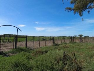 Foto 4 de VENTA DE CAMPO en Partido de Villarino, Provincia de Buenos Aires - APTO CRÌA/RECRÌA - Total 2958 Ha