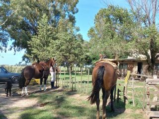 Foto 45 de VENTA DE CAMPO en Partido de Villarino, Provincia de Buenos Aires - APTO CRÌA/RECRÌA - Total 2958 Ha