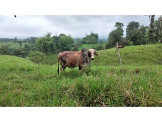 Finca de Venta de 10 hectáreas incluye ganado, cerdos y tilapia