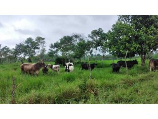 Finca de Venta de 10 hectáreas incluye ganado, cerdos y tilapia