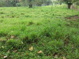 Foto 10 de Venta de 17 hectáreas La Alianza -  via Las Mercedes km 14, $. 340000