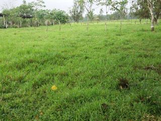 Foto 6 de Venta de 17 hectáreas La Alianza -  via Las Mercedes km 14, $. 340000