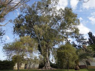 Foto 9 de FERNANDEZ POEPPEL Vende Terreno 7,5 Ha Coquimbito Maipu
