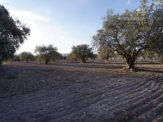 Foto 26 de FERNANDEZ POEPPEL Vende Terreno 7,5 Ha Coquimbito Maipu