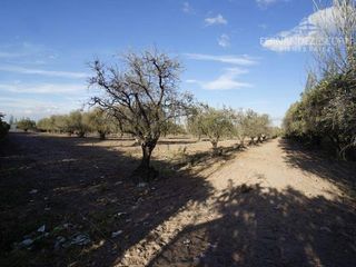 Foto 7 de FERNANDEZ POEPPEL Vende Terreno 7,5 Ha Coquimbito Maipu