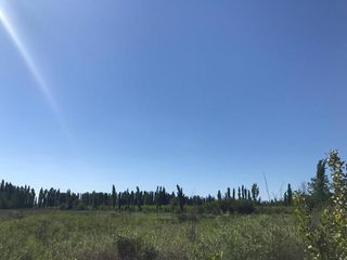 Foto 2 de Campo - Bowen