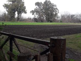 Chacra en Marcos Paz 10 Hectareas  con sembrado