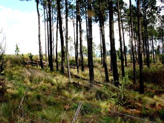 Foto 11 de VILLA BERNA- Magnífico Lote con bosque -14.574 m2