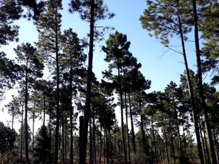 Foto 10 de VILLA BERNA- Magnífico Lote con bosque -14.574 m2