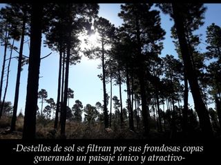 Foto 2 de VILLA BERNA- Magnífico Lote con bosque -14.574 m2