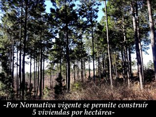 Foto 8 de VILLA BERNA- Magnífico Lote con bosque -14.574 m2