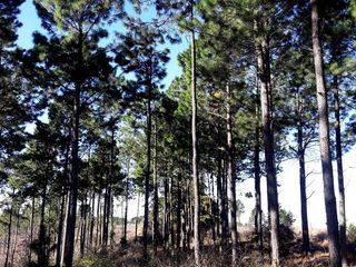 Foto 6 de VILLA BERNA- Magnífico Lote con bosque -14.574 m2