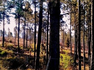 Foto 15 de VILLA BERNA- Magnífico Lote con bosque -14.574 m2
