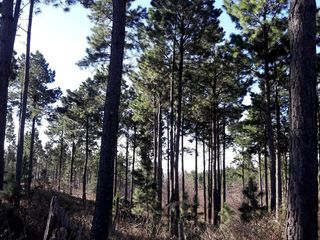 Foto 5 de VILLA BERNA- Magnífico Lote con bosque -14.574 m2