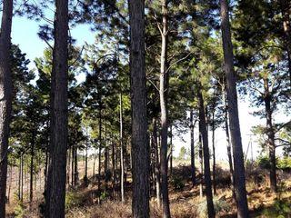 Foto 12 de VILLA BERNA- Magnífico Lote con bosque -14.574 m2