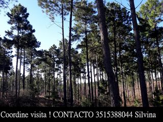 Foto 9 de VILLA BERNA- Magnífico Lote con bosque -14.574 m2