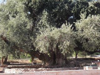 Sea Propietario de una parcela de olivos,RENTA ASEGURADA!
