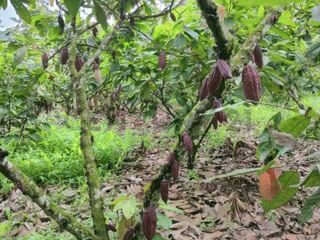 Venta de 8 ha. Cacaotera, en el Triunfo Km 52, CriR