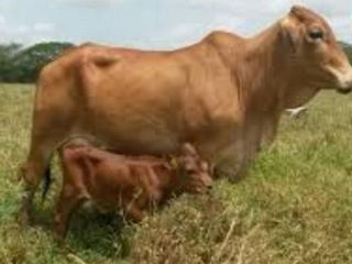 SE VENDE TERRENO AGRÍCOLA EN SULLANA - PIURA