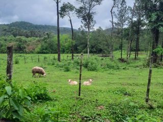 Foto 5 de Se Vende Campo Ganadero de 150ha en Colonia Delicia, Eldorado.
