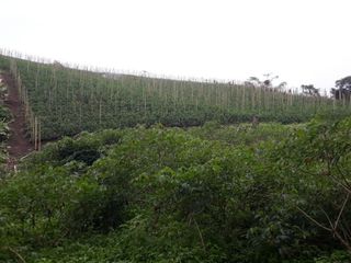 Foto 9 de finca en venta en puente tierra. Cod V107643