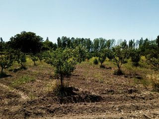 Foto 2 de Venta - Finca  de 10 ha- Rincón Del Atuel San Rafael