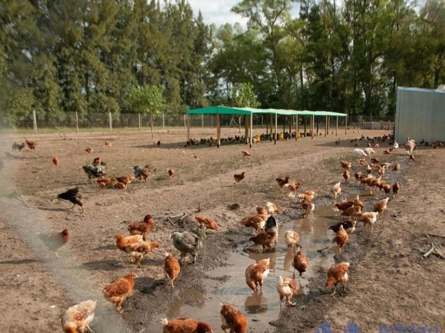 Campo en venta - 9.9 Has - Los Cardales, Exaltación de la Cruz