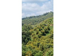 Se vende Finca con 4.300 árboles de Aguacate en Anserma Caldas