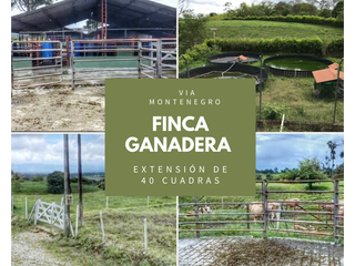 FINCA GANADERA MONTENEGRO QUINDIO 4805