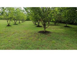 Foto 6 de Venta Lote Tolima - Carmen de Apicalá