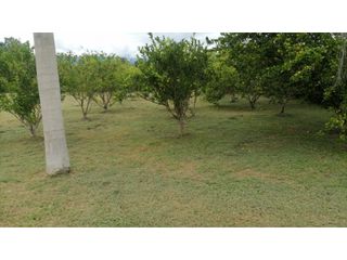 Foto 9 de Venta Lote Tolima - Carmen de Apicalá