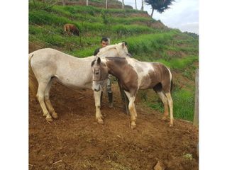 VENTA CASA FINCA DAPA VALLE DEL CAUCA