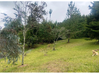 Finca con cabañas en Santa Elena vereda Perico