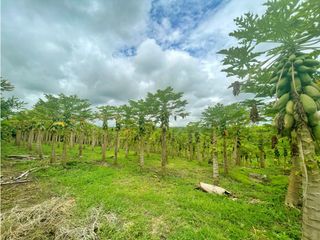 Lotes De Uso de Suelo Industrial A La Venta La Tebaida Quindio