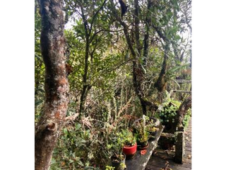 Lote con lindo y abundante bosque nativo- Santa Elena-El plan