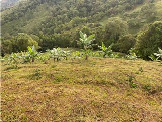 VENTA FINCA SECTOR MONTEREY, VEREDA MIRAFLORES BUGA