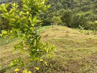 VENTA FINCA SECTOR MONTEREY, VEREDA MIRAFLORES BUGA