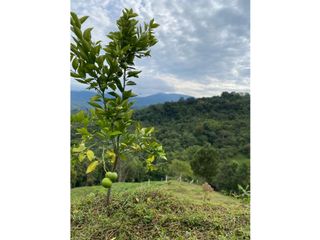 VENTA FINCA SECTOR MONTEREY, VEREDA MIRAFLORES BUGA