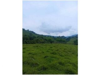 Foto 3 de VENDO LOTE PARA PARCELAR  EN EL SECTOR LA SIRIA ANTIOQUIA VIA PACFICO