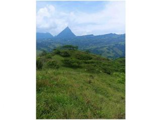 Foto 4 de VENDO LOTE PARA PARCELAR  EN EL SECTOR LA SIRIA ANTIOQUIA VIA PACFICO