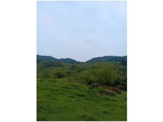 Foto 6 de VENDO LOTE PARA PARCELAR  EN EL SECTOR LA SIRIA ANTIOQUIA VIA PACFICO