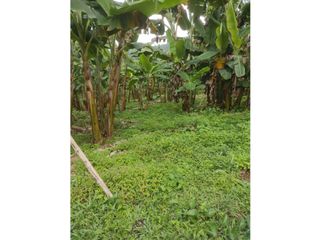 Foto 3 de Finca de 1.580m2 en venta Guacarí Sonso Valle del Cauca Colombia