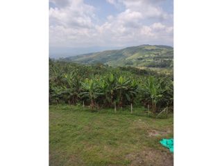 Foto 1 de Finca de 1.580m2 en venta Guacarí Sonso Valle del Cauca Colombia