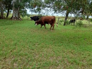 Foto 10 de AM - Campo 7 Has - Veronica Punta Indio