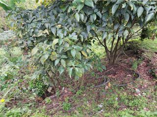 Foto 6 de LOTE EN MESITAS DEL COLEGIO DE UNA HECTAREA