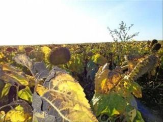 Terreno en Alquiler en Realico, Realicó, La Pampa, Argentina