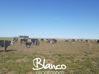 Foto 4 de Terreno en Venta en La Vitícola, Bahia Blanca, Resto de la Provincia, Buenos Aires, Argentina